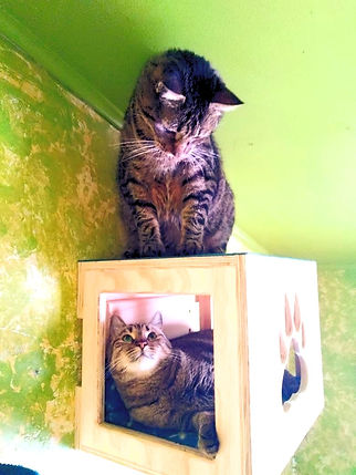 Catbox ISITOM